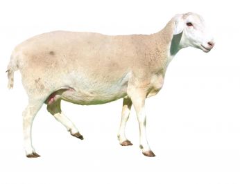 華蒙肉羊